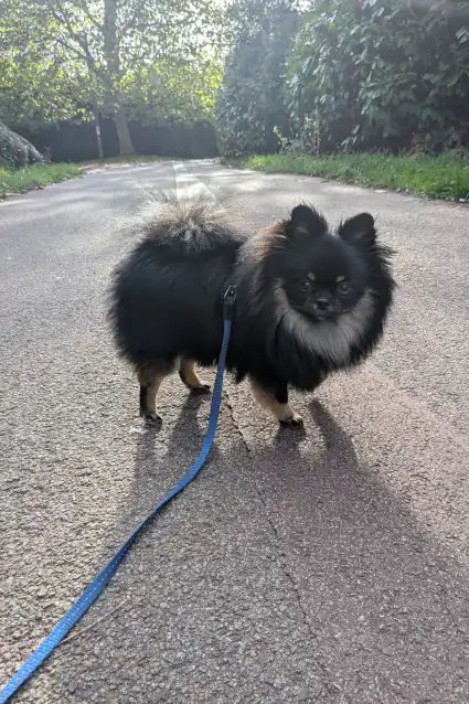 Before transformation